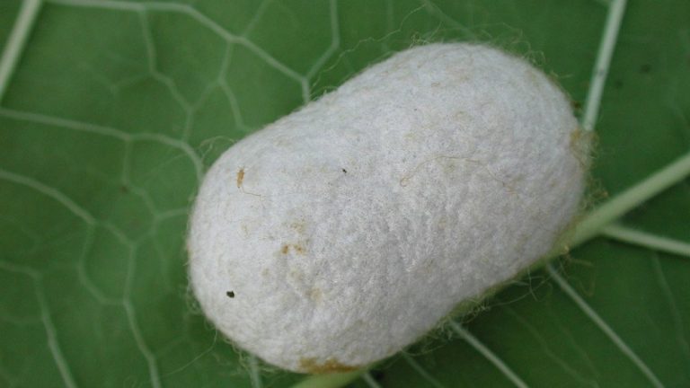 Qué es y cómo se forma la seda