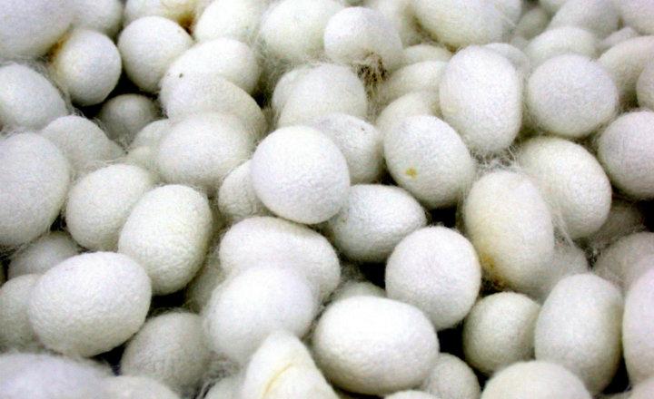 Qué es y cómo se forma la seda 1 ¿Qué es la seda?