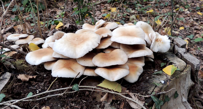 Setas que te encuentras en el bosque y que son venenosas