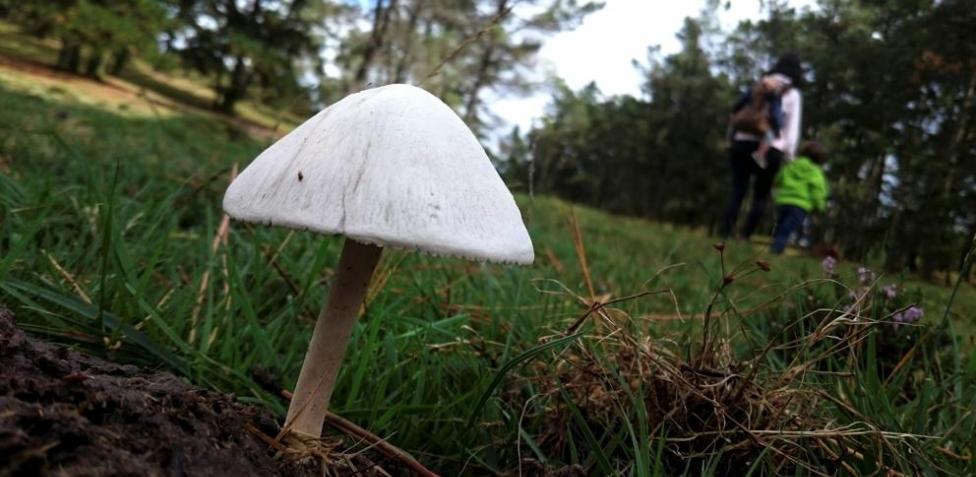 Setas que te encuentras en el bosque y que son venenosas