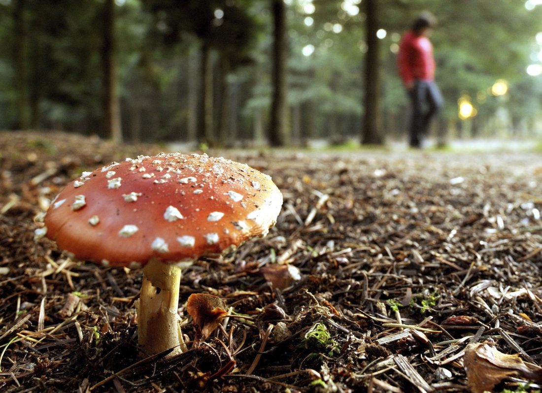 Setas que te encuentras en el bosque y que son venenosas