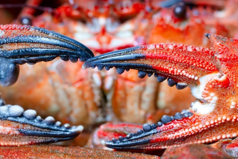 Disfrutar de unas nécoras de la Ría a domicilio gracias a Marisco Galego