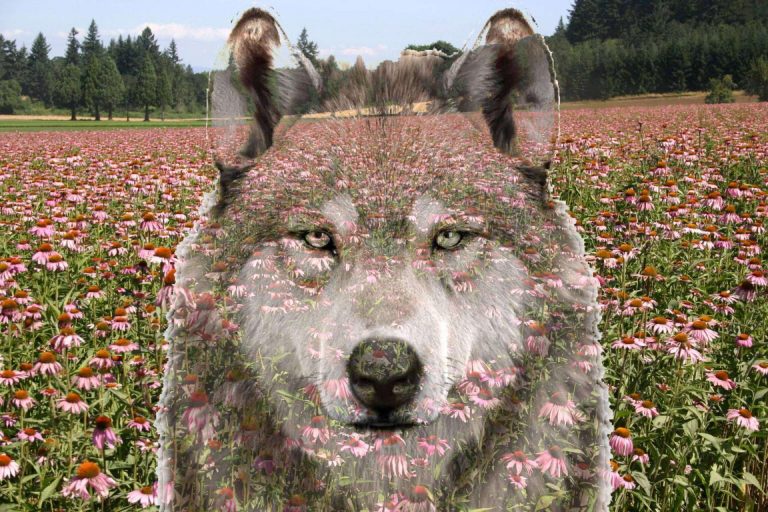 Uno de los secretos del pienso para perros Wolves Legacy es que aumenta las defensas