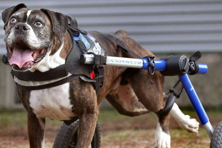 Razones por las que no se debería incluir condroprotectores en los piensos para perros según Wolves Legacy Dog Food