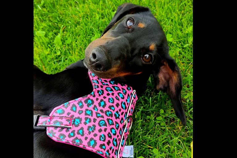 Patitas Barcelona permite hacer deporte con la mascota con su correa doble multi-posición