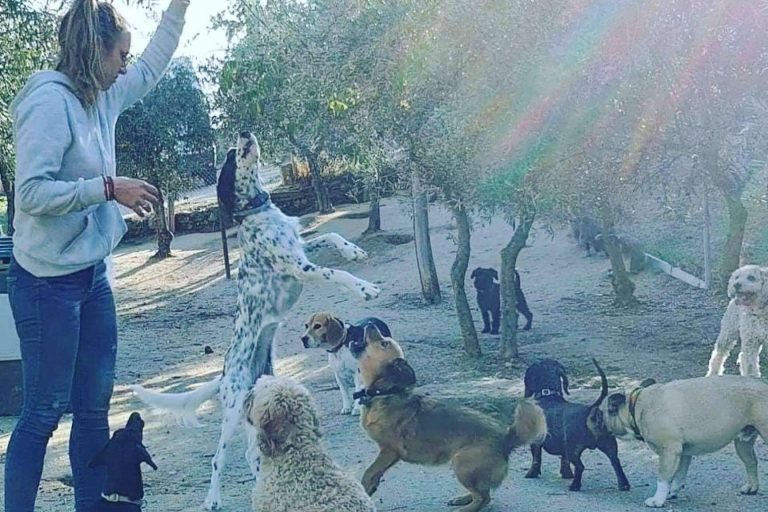 La guardería de día de PERROBUENO permite que los mejores amigos del hombre no se queden solos en casa todo el día