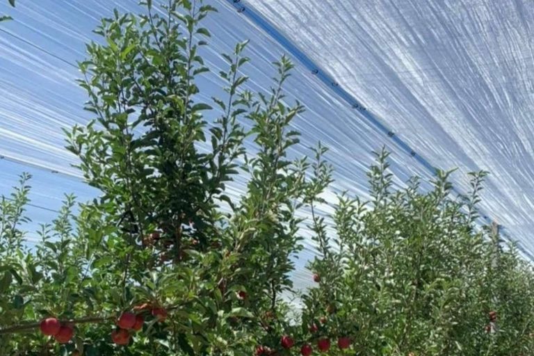 ¿Qué es AGRICOLOR?, la tecnología de AGRALIA para proteger los cultivos de los golpes de sol