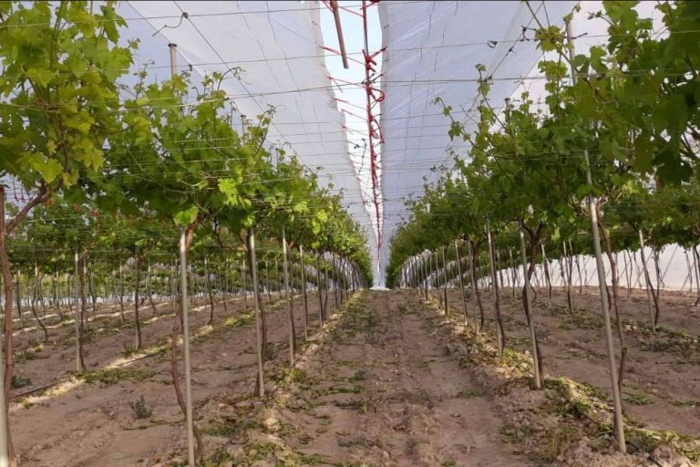 AGRICOVER, el nuevo paquete tecnológico para proteger los cultivos de AGRALIA