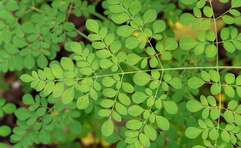 Qué es la moringa y por qué deberías tomarla todos los días
