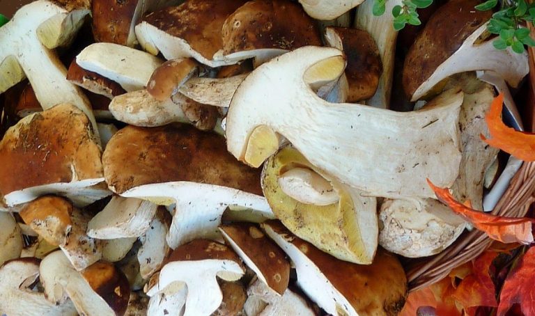 Setas al pastor: así puedes disfrutar del plato de moda en noviembre