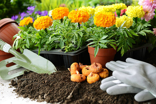 ¿Cómo se hace una división correcta de bulbos de dalias?