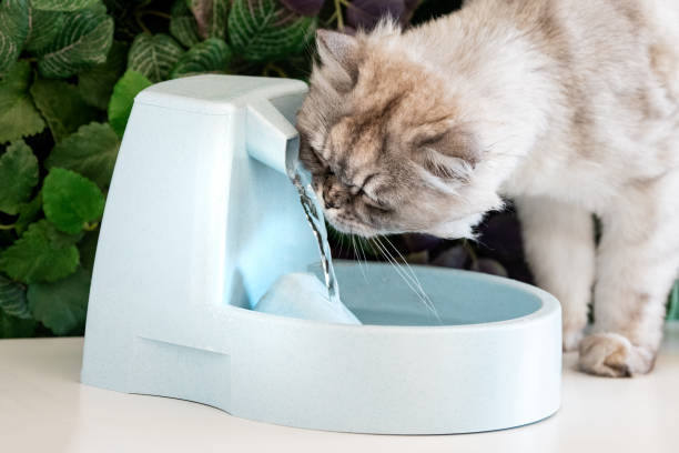 Cómo limpiar una fuente de agua para gatos 1 ¿Cómo limpiar la fuente de agua para gatos?