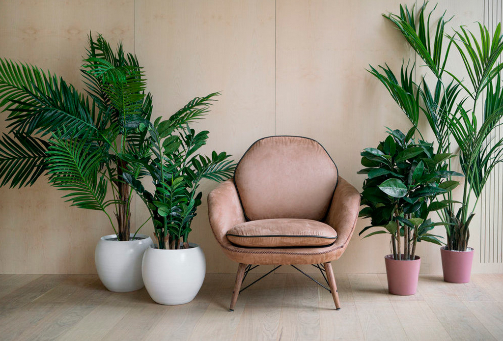 Plantas de interior que te ayudan a dormir mejor