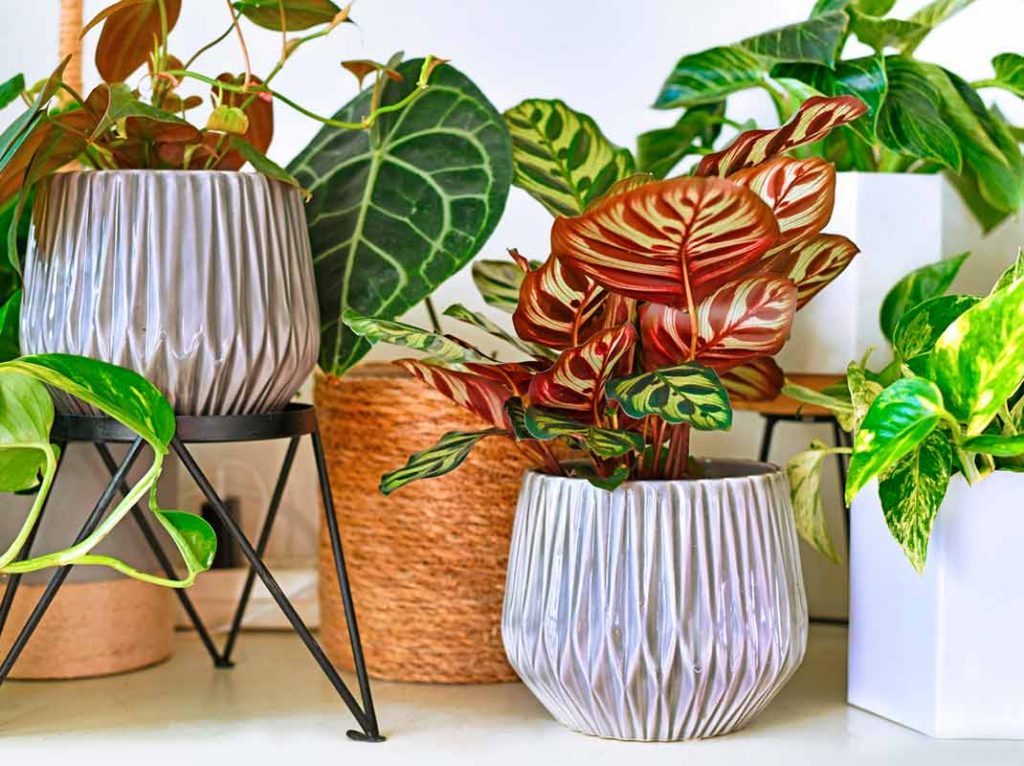 Plantas de interior que te ayudan a dormir mejor