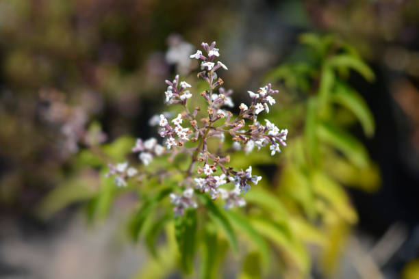 ¿Para qué se usa la hierba luisa?