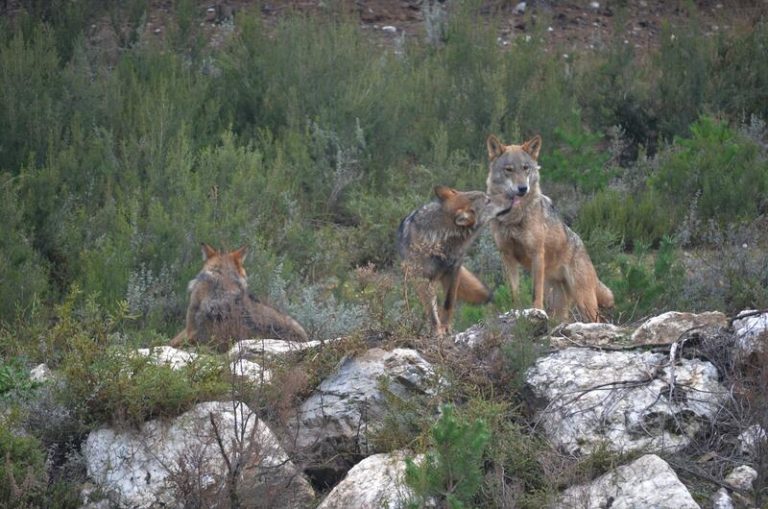 La AN admite a trámite el recurso de Castilla y León frente a la orden ministerial del lobo