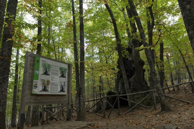 Los países que albergan el 85% de los bosques del planeta prometen frenar su deforestación en 2030