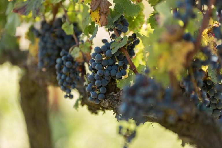 Bruselas registra los vinos 'Urueña' de Valladolid como denominación de origen de la UE