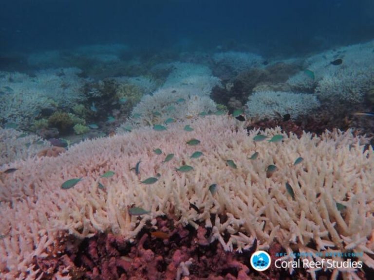 Sólo el 2% de la Gran Barrera de Coral escapa al deterioro climático