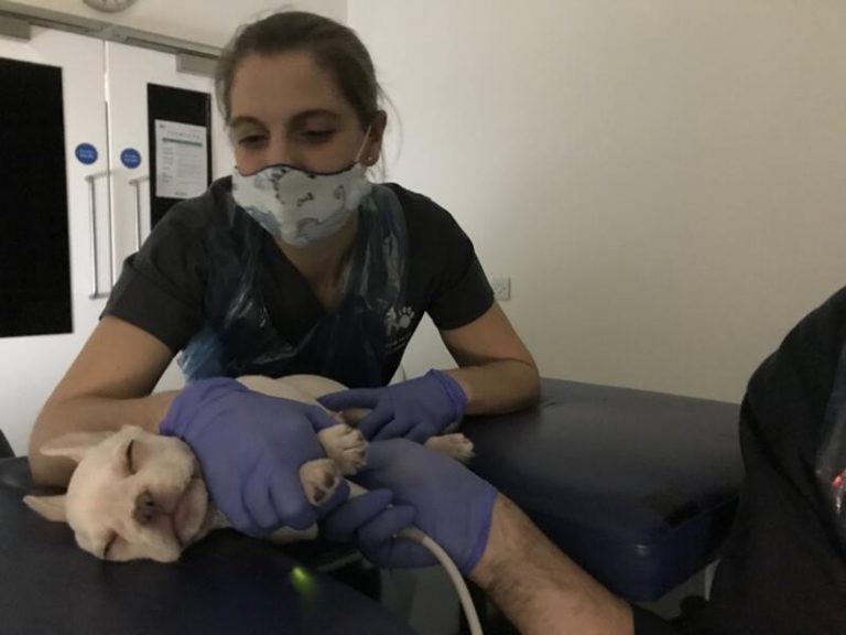 Los perros y los gatos pueden infectarse de la variante Alfa y sufrir problemas cardíacos