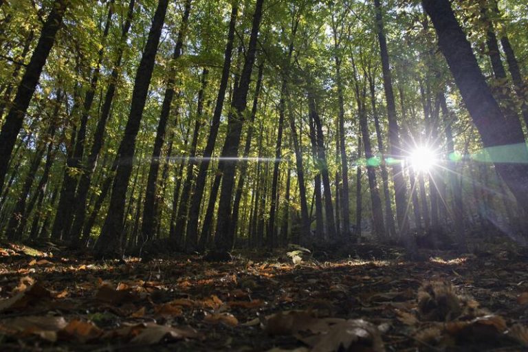 SEO/BirdLife pide que Glasgow sea 