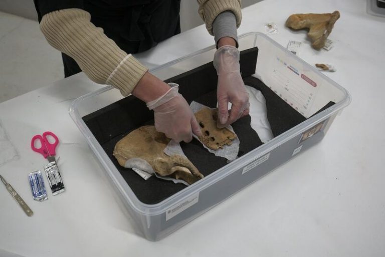 La muerte del 'Hombre de Loizu' abre una línea sobre el uso de arcos hace 11.700 años