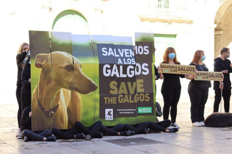 Ecologistas denuncian que más de 50.000 galgos son abandonados cada año: 