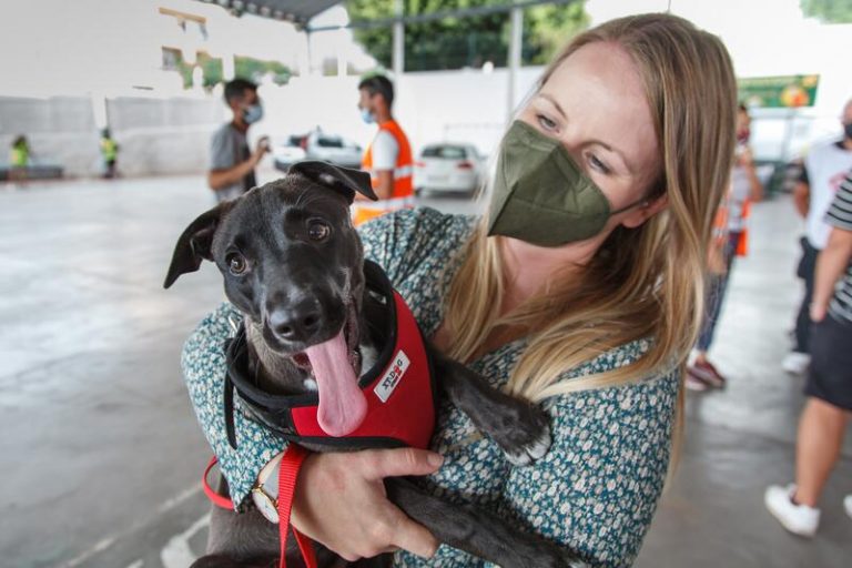El Senado aprueba la reforma que deja de considerar cosas a los animales