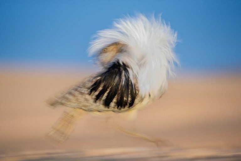 Habitantes de los hielos, aguas, estepas y bosques, ganadores de la XIV edición de FotoAves 2021