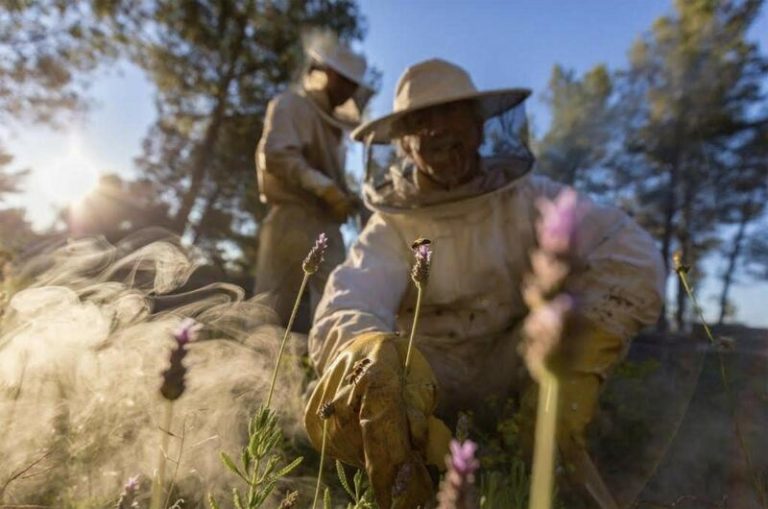 El Gobierno convoca ayudas para proyectos de investigación en el sector apícola