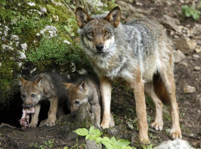 Castilla y León, Asturias, Cantabria y Galicia logran paralizar la aprobación de la estatregia del lobo