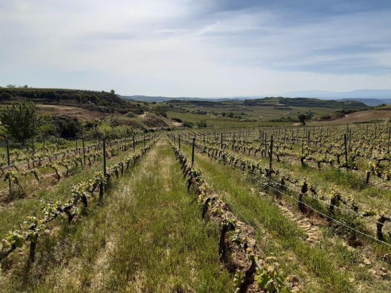 El PNV lleva al Congreso una ley que permitiría crear la 'minidenominación' vasca de Rioja Alavesa