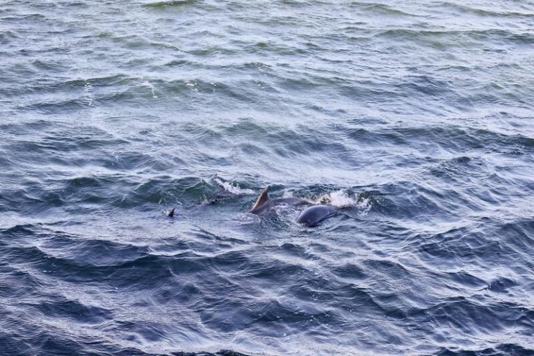 Liberados los 3 delfines varados en A Toxa gracias a un operativo con medio centenar de voluntarios