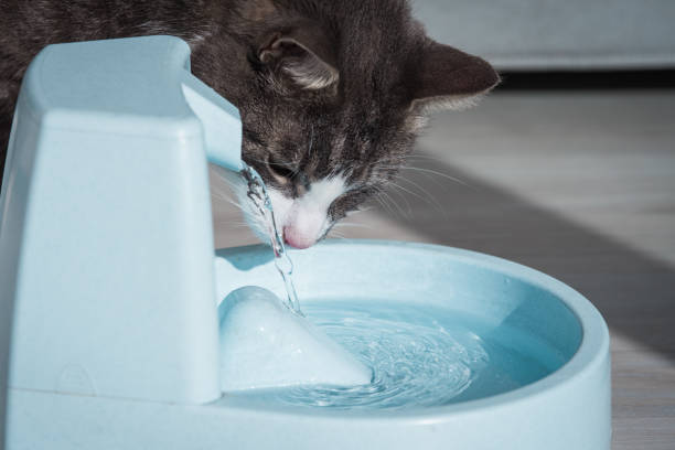 Cómo limpiar una fuente de agua para gatos 3 Larga vida para nuestra fuente de agua para gatos