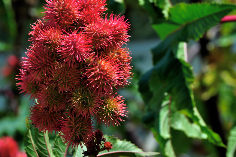 Árbol milagroso (palma de Cristo)
