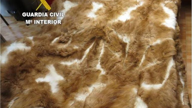 Investigada una mujer por traficar con especies protegidas o en peligro de extinción