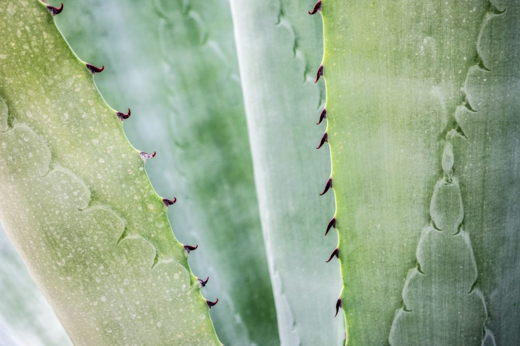 Las ventajas del aloe vera