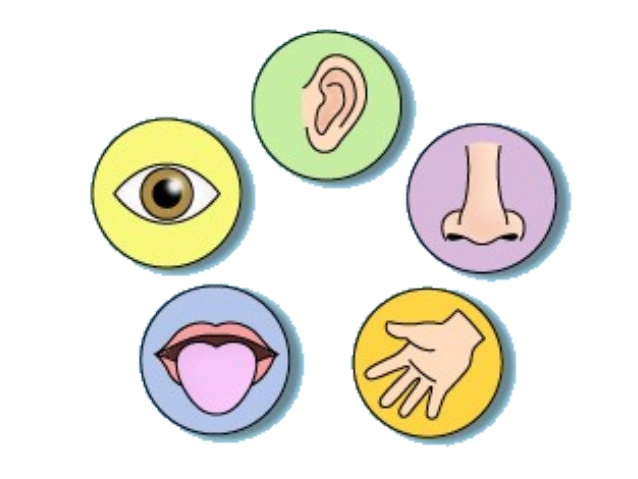 Los otros 3 sentidos de los que no tenías ni idea