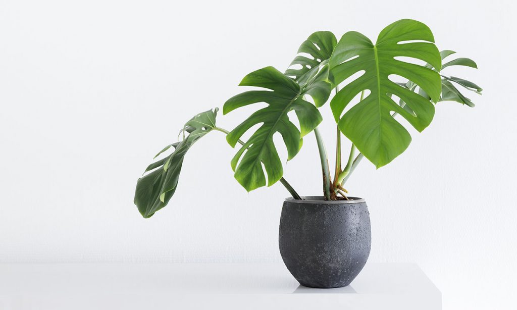 Una joya tropical con nombre propio: la Monstera deliciosa de Lidl