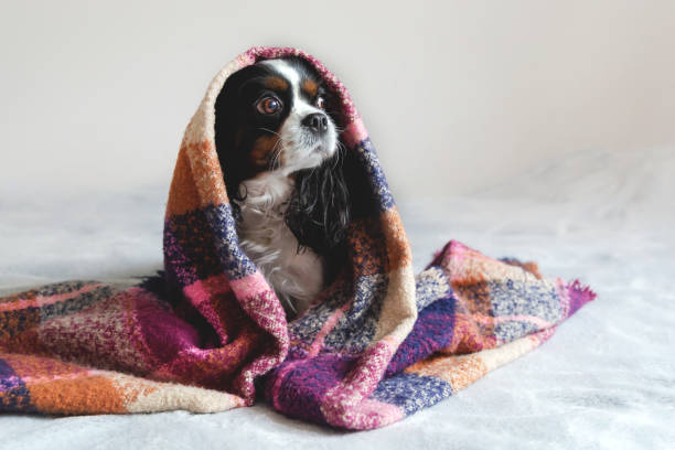 Perrito con frio
