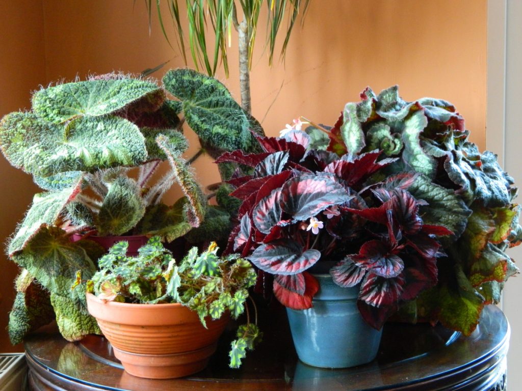 Planta de interior begonia