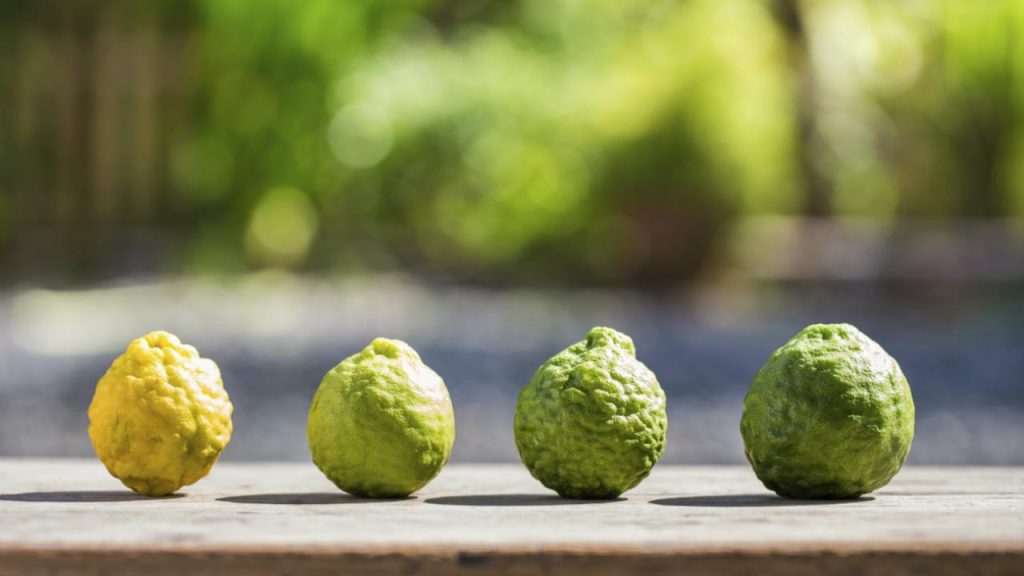 Qué es la bergamota y qué beneficios tiene 2 ¿Cuáles son los mejores perfumes que contienen bergamota?