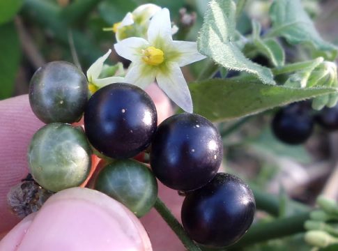 Qué es la hierba mora y para que sirve 1 Qué es la hierba mora y para qué sirve