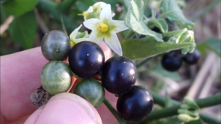 Qué es la hierba mora y para qué sirve