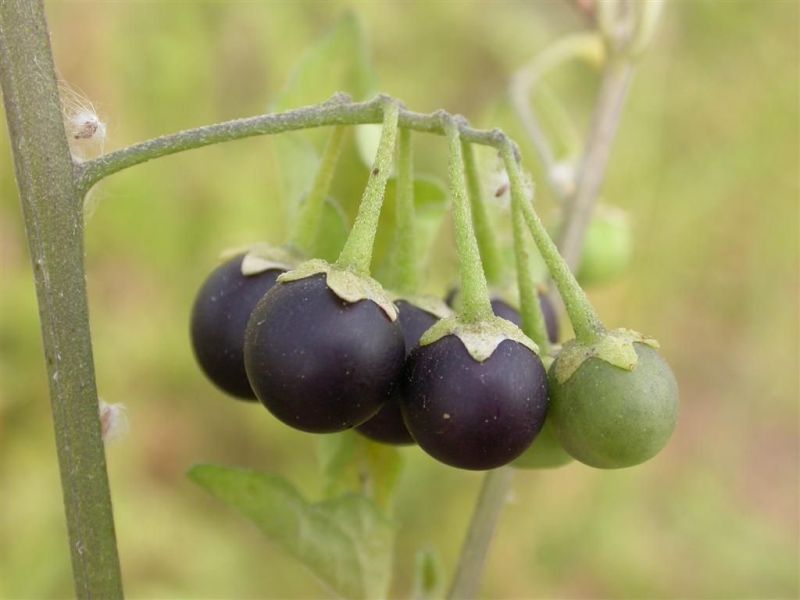 Qué es la hierba mora y para qué sirve 1 ¿Qué es la hierba mora?
