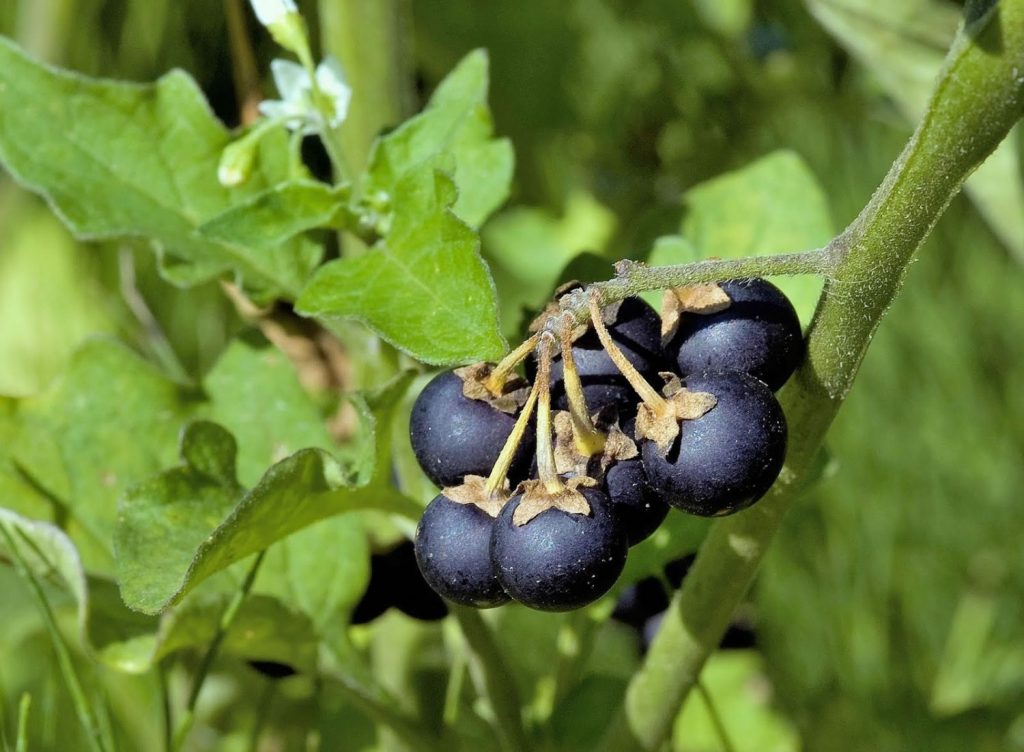 Qué es la hierba mora y para qué sirve 2 ¿El uso de la hierba mora está avalado por estudio científicos en que enfermedades?