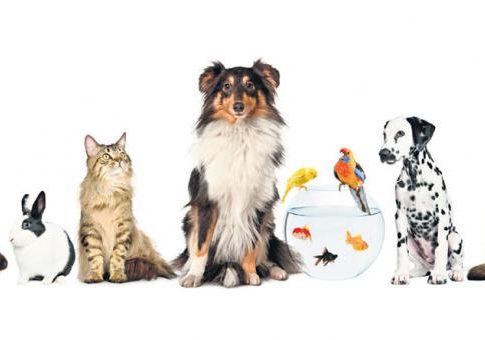 Qué es una especie doméstica 1 Qué es una especie doméstica