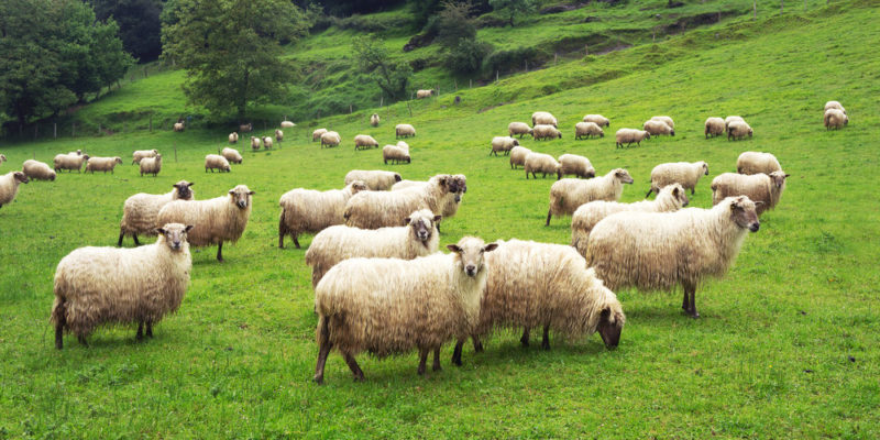 Qué es una especie doméstica 1 ¿Qué es una especie domestica?