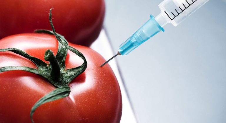 Qué son los alimentos transgénicos