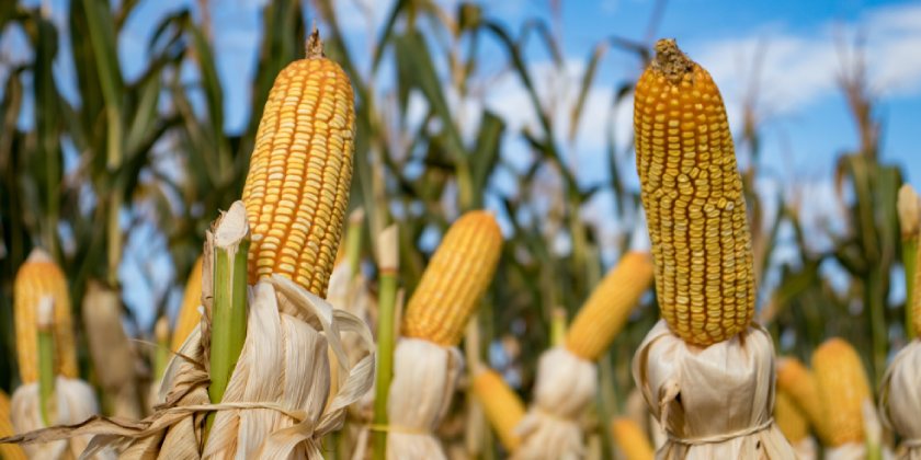 Algunos alimentos transgénicos